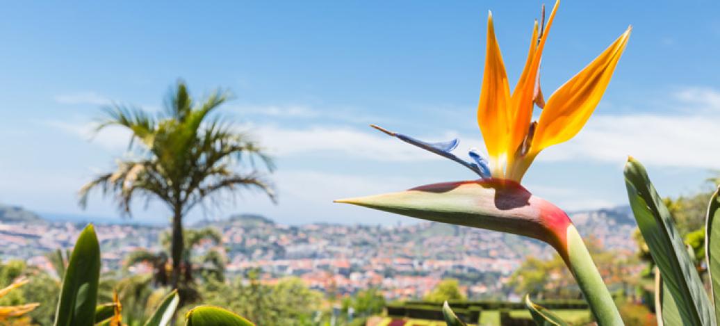 Urlaub Madeira Mit Alltours Ins Naturparadies Im Atlantik