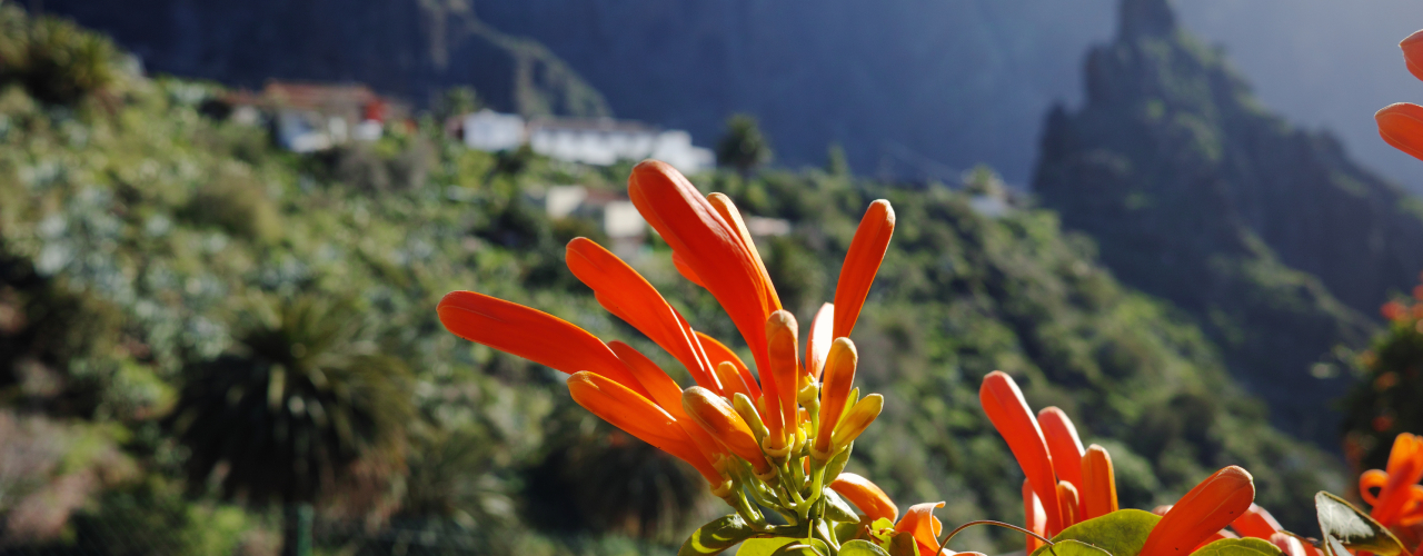  Kanaren im Februar: Mit alltours zum Karneval Illustration 