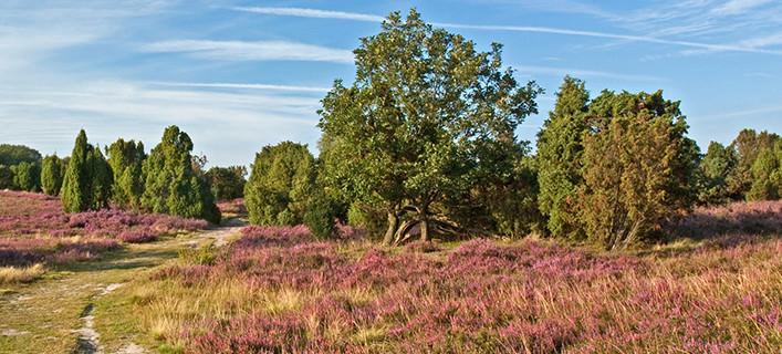 Kurzurlaub Luneburger Heide Mit Alltours Buchen